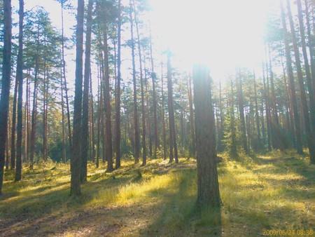 Детский лагерь Радуга. Ленинградская область - , купить путевку